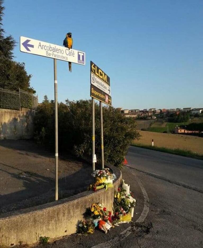La foto de un ave fiel que conmueve a los italianos