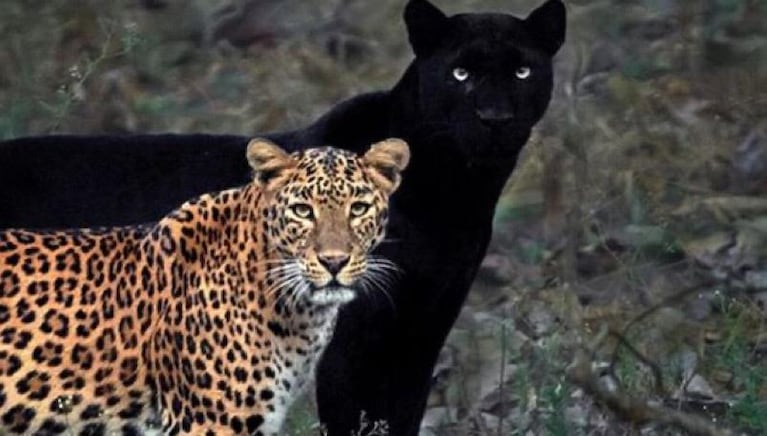 La foto de una pantera negra y un leopardo que causó furor en las redes sociales