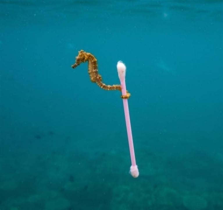 La foto del caballito de mar y el hisopo