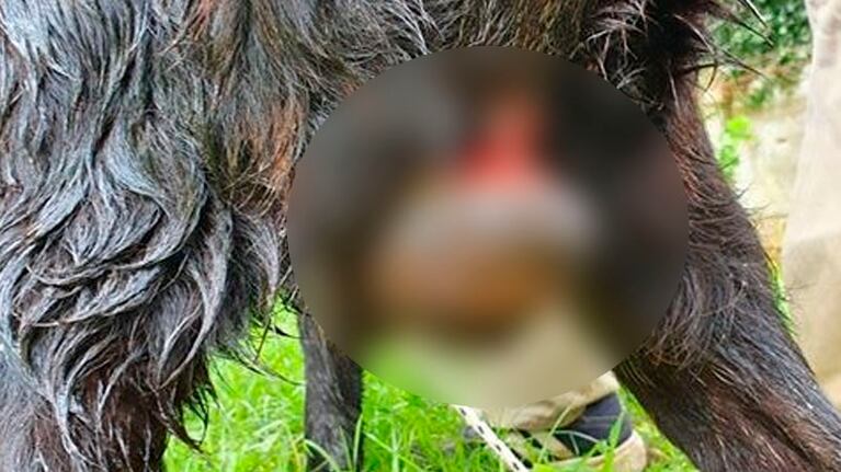 La foto difundida por el Instagram de la veterinaria.