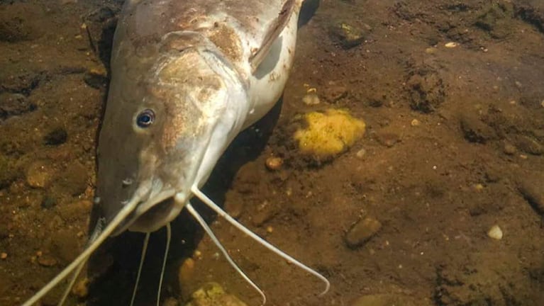 La Fundación Río Ctalamochita no descarta que puedan aparecer más peces muertos.