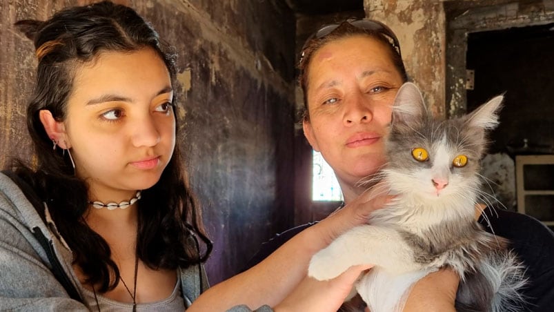 La gata Lola que salvó a una familia del fuego. Foto: Fredy Bustos / El Doce.