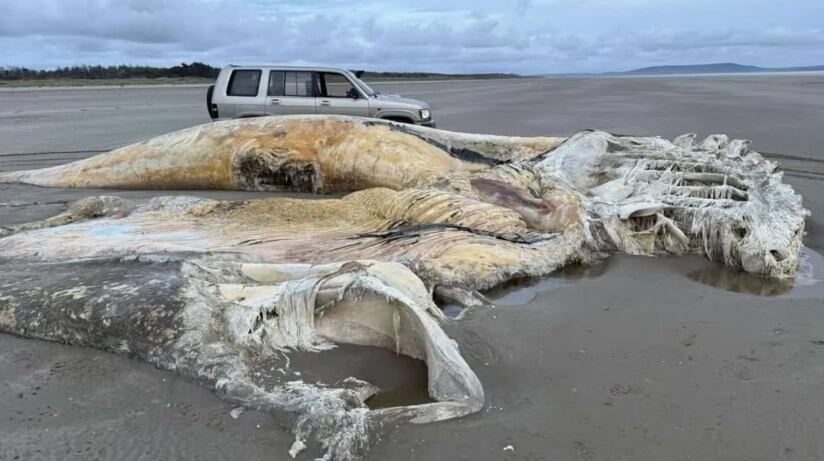 La gigante criatura apareció en una playa de Gran Bretaña.