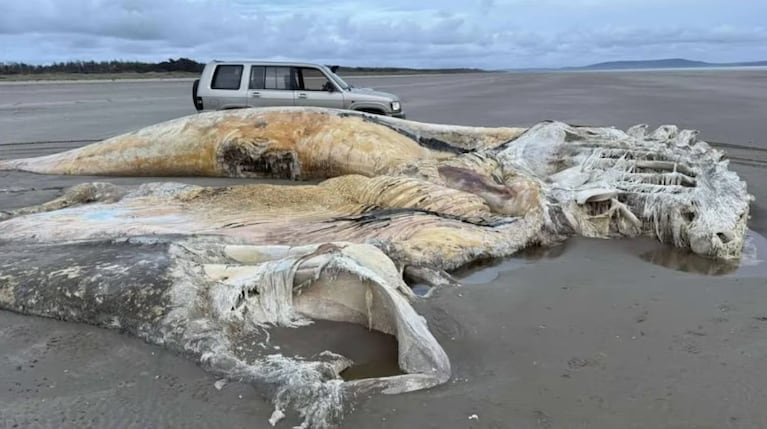 La gigante criatura apareció en una playa de Gran Bretaña.