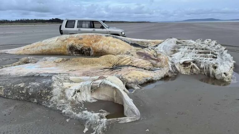 La gigante criatura apareció en una playa de Gran Bretaña.