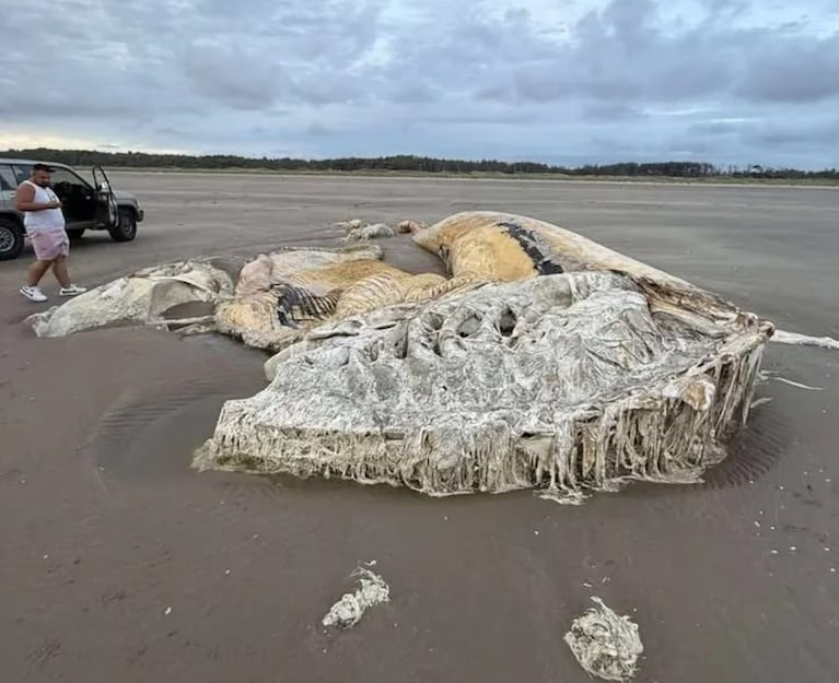 La gigante criatura apareció en una playa de Gran Bretaña.