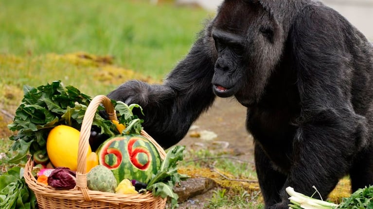 La gorila Fatou con su regalo de cumpleaños.