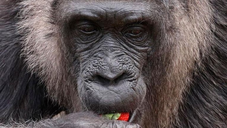 La gorila Fatou cumplió 66 años y se convirtió en la más vieja de su especie