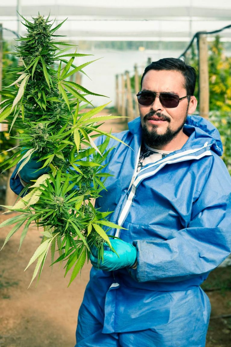 La granja de marihuana más grande de Latinoamérica 