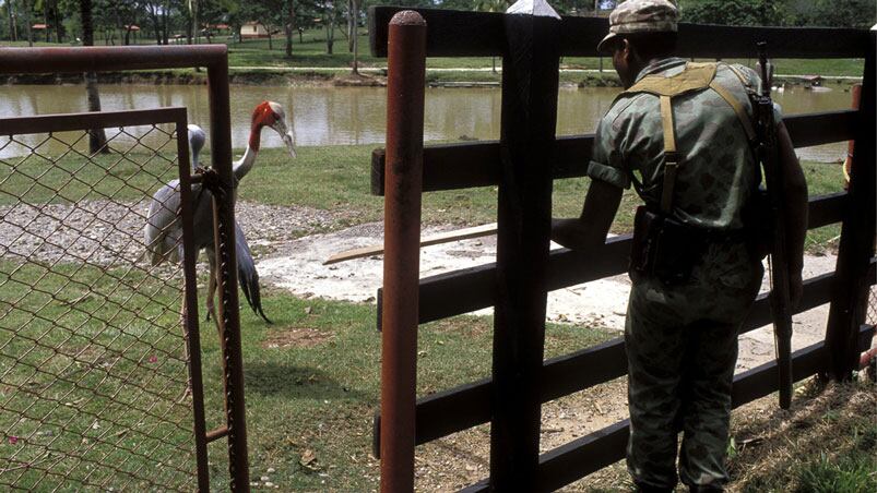 La Hacienda del capo narco contaba con un zoo con especies traídas de todo el mundo. Foto: Getty images.