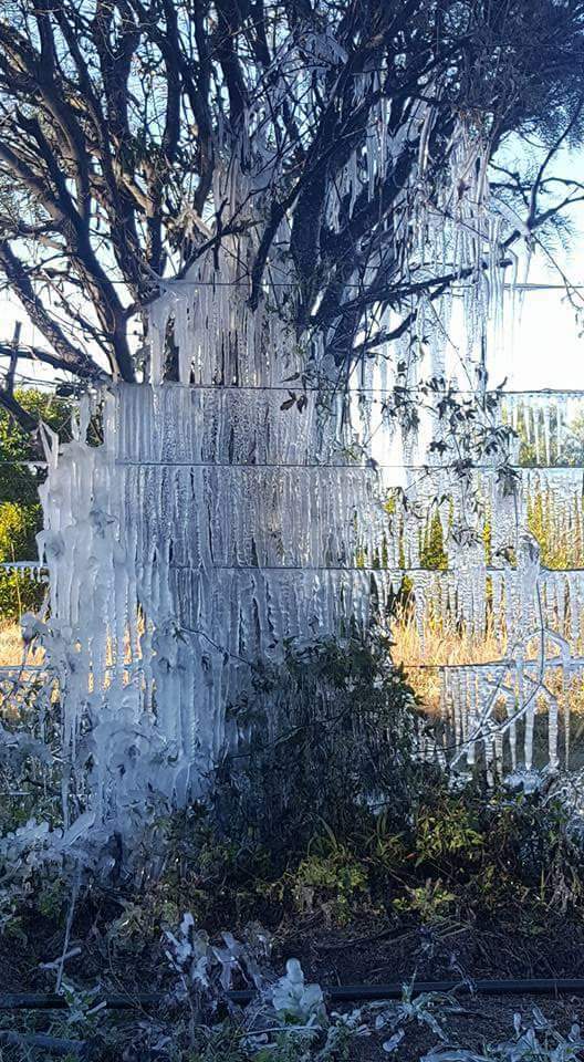 La helada en Quilino. Foto de Josue Salvetti.