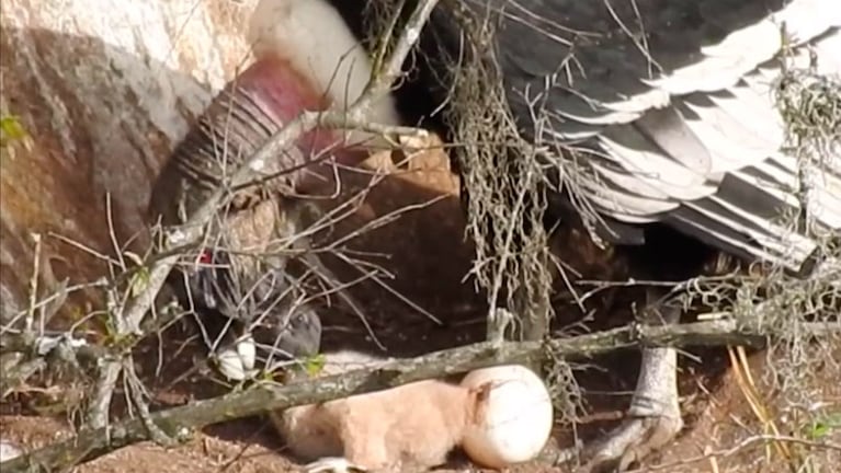 La hembra alimenta a su pichón en la Reserva Cerro Blanco.
