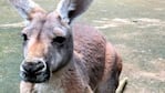 La hembra canguro que murió en un zoo de China culpa de los visitantes.