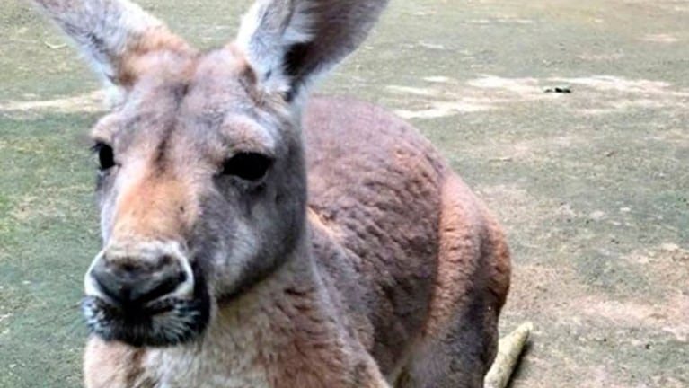 La hembra canguro que murió en un zoo de China culpa de los visitantes.