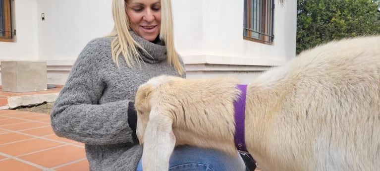 La historia de Cuca, la cabra que una familia cordobesa adoptó de mascota