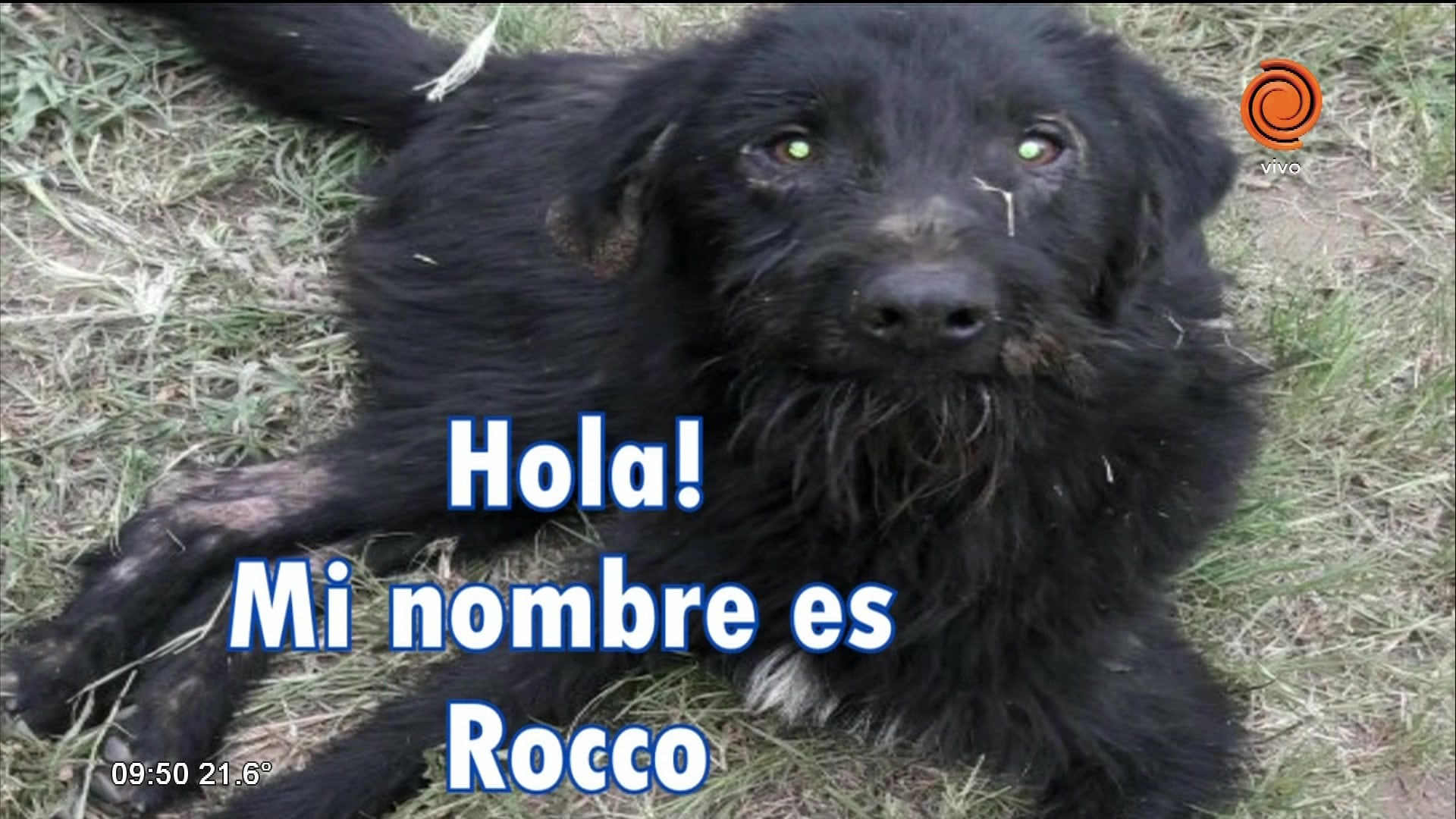 La historia de "Roco"