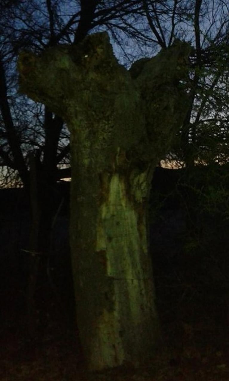 La imagen de una virgen en un árbol conmueve a Mina Clavero