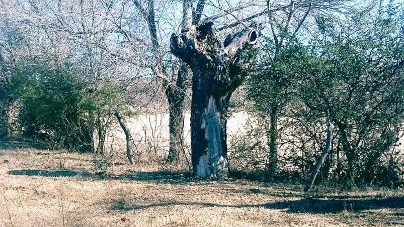 La imagen en el árbol que muchos relacionan con la Virgen de Lourdes.