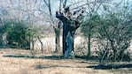 La imagen en el árbol que muchos relacionan con la Virgen de Lourdes.