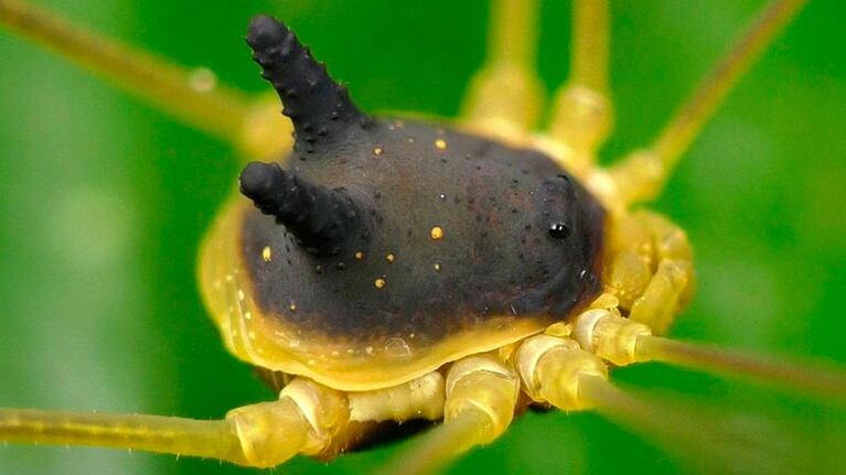 La imagen fue captada en la selva amazónica en Ecuador.