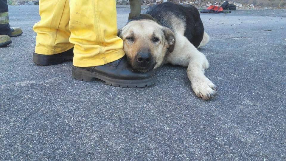 La imagen más tierna: el perro y un mimo para su rescatista.