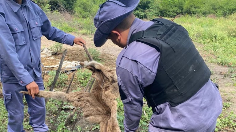 La imagen viral provocó la intervención de autoridades ambientales.