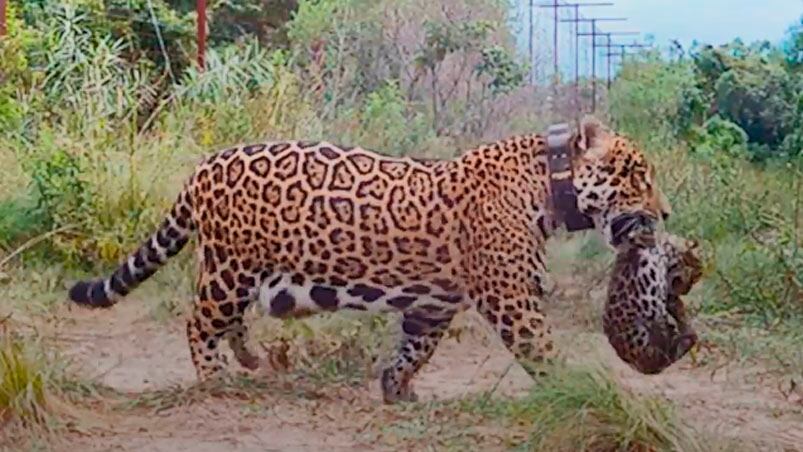 La impactante imagen de uno de los cachorros.