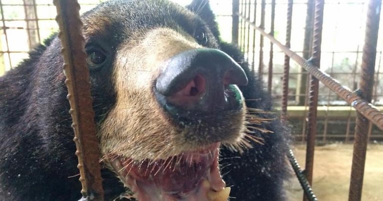 La impresionante malformación de un oso tibetano