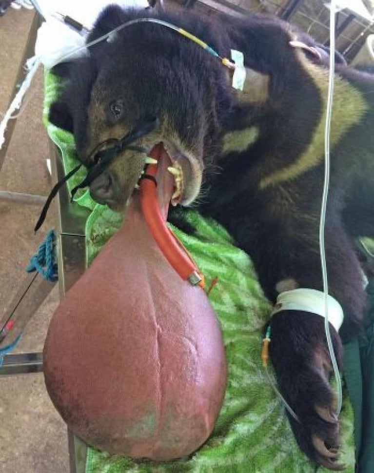 La impresionante malformación de un oso tibetano