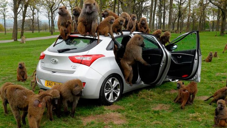 La inesperada escena erótico de los animales se viralizó en las redes sociales.