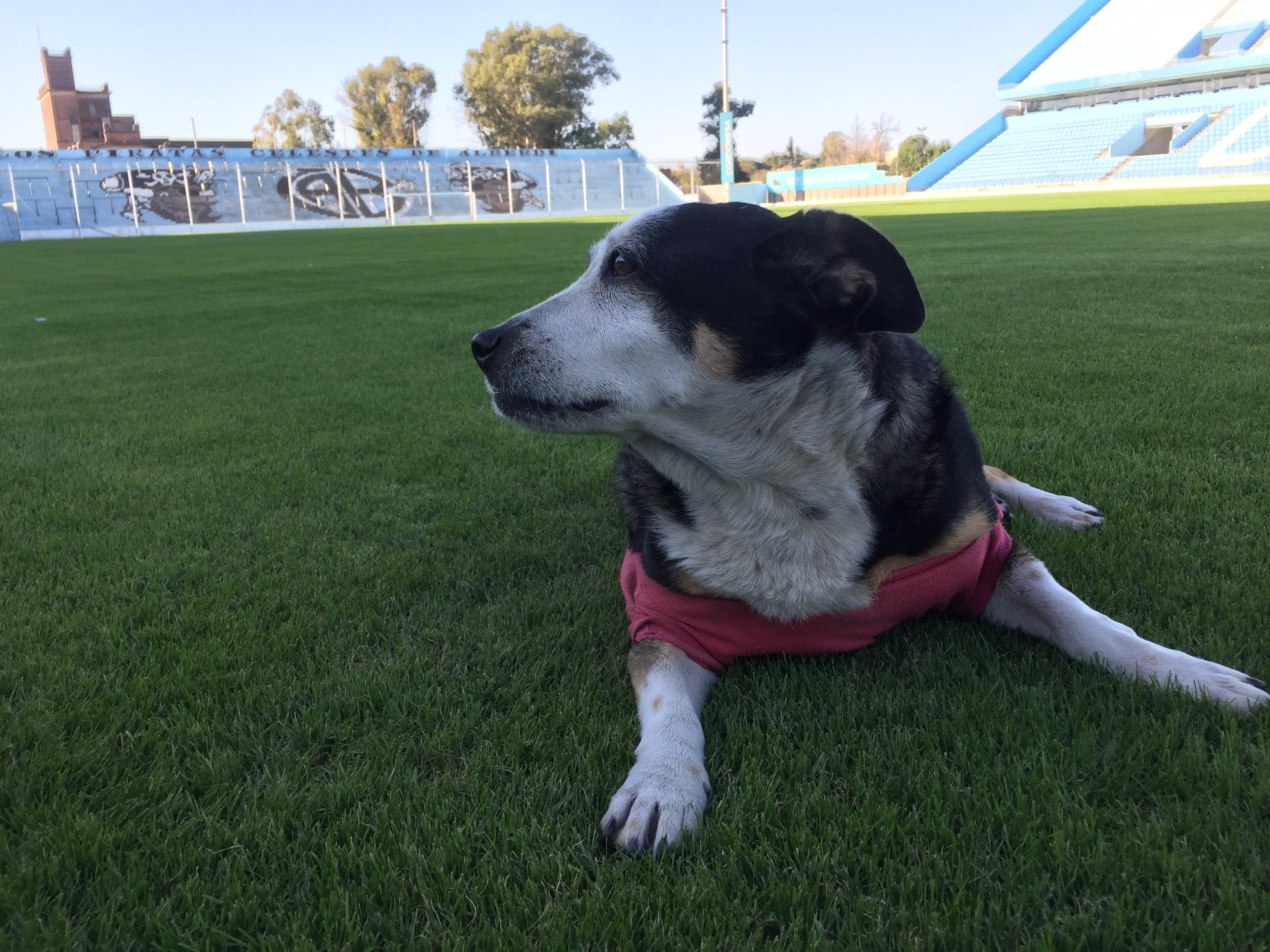 La iniciativa trajo a "Chule" a la memoria de los hinchas celestes.