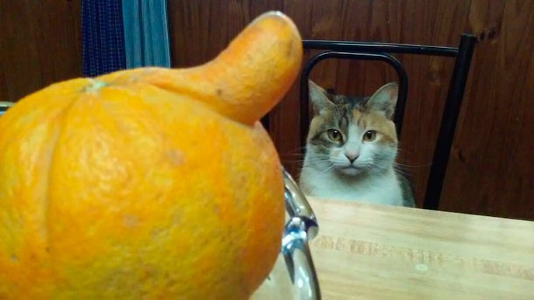 La insólita naranja llamó la atención de Ariel... Y de su gato.