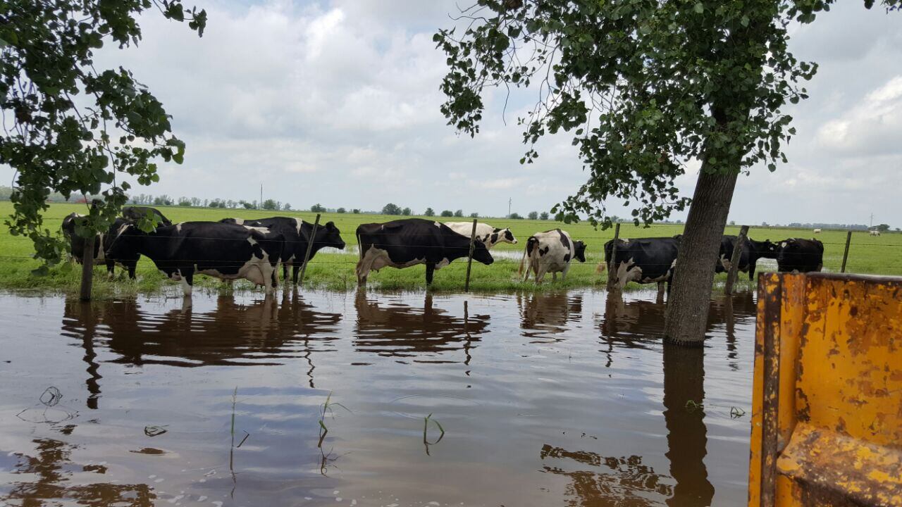 La inundación dejó varias viviendas bajo el agua en Porteña. Fotos: Daniela Abrudsky.