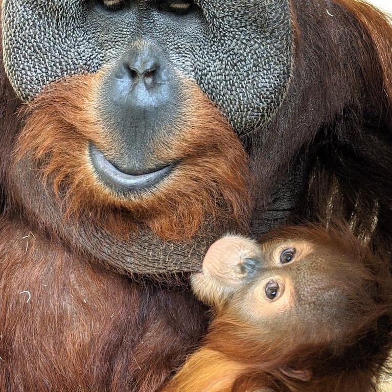 La inusual reacción de un orangután tras la muerte de la mamá de su bebé 