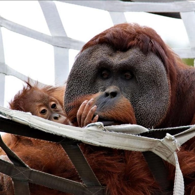 La inusual reacción de un orangután tras la muerte de la mamá de su bebé 