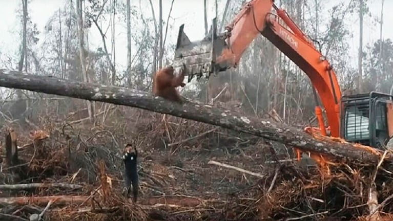 La inútil y desigual lucha del orangután contra la máquina.