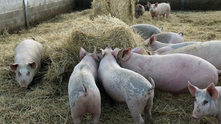 La joven estaba alimentando a los animales cuando la atacaron (IMAGEN ILUSTRATIVA).