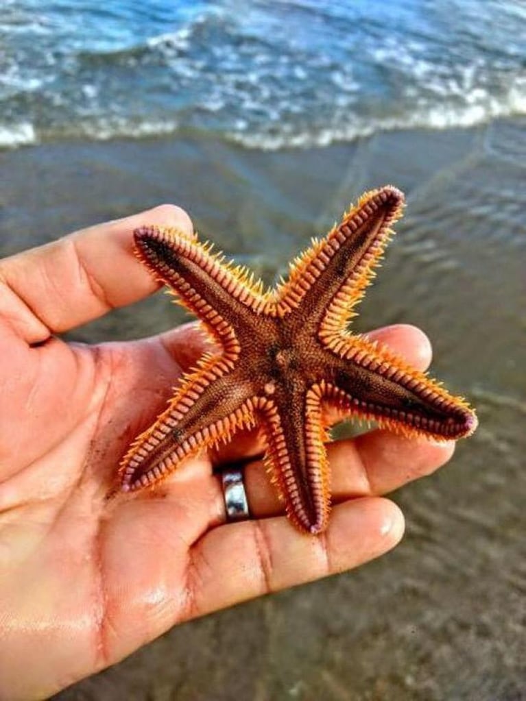 La Konga disfrutó de un día de playa en el sur