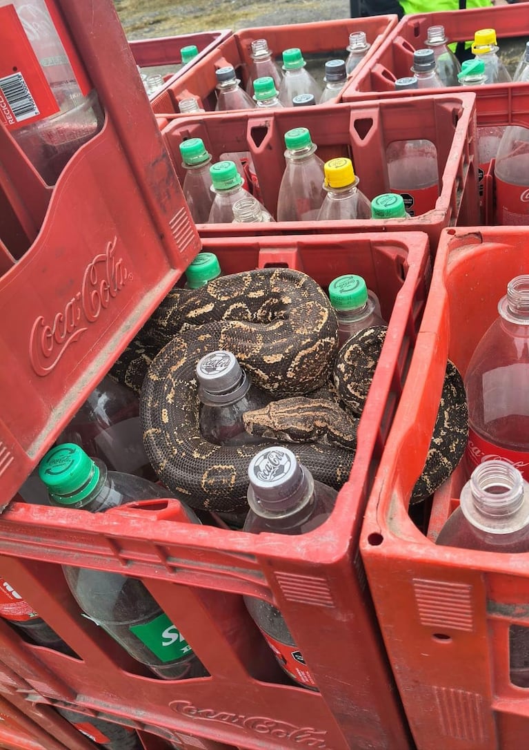 La lampalagua fue hallada en una plata de bebidas de Córdoba.
