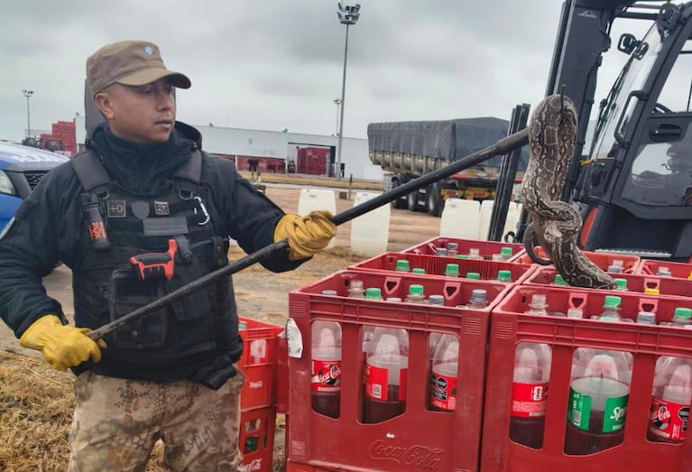 La lampalagua fue hallada en una plata de bebidas de Córdoba.