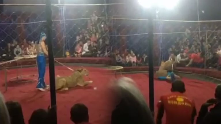 La leona atacó a la nena cuando se puso de espaldas.