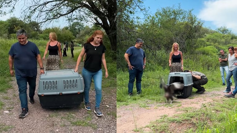 La liberación se llevó a cabo en la Reserva San Martín.