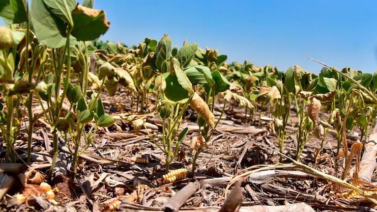 La lluvia se hace rogar en Córdoba: el crítico momento del campo