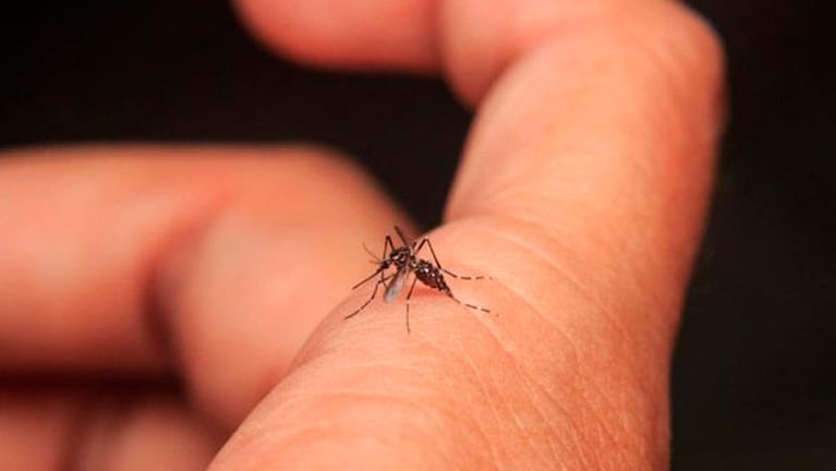 La lucha contra el dengue debe empezar desde casa.
