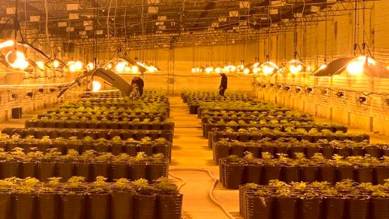 La mafia china estaría relacionada al gran galpón de marihuana.