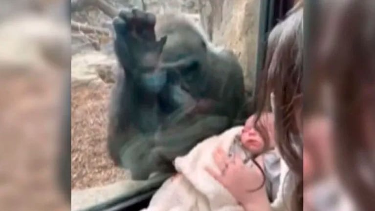 La mamá gorila se quedó unos minutos contemplando al bebé a través del vidrio. (Captura video)