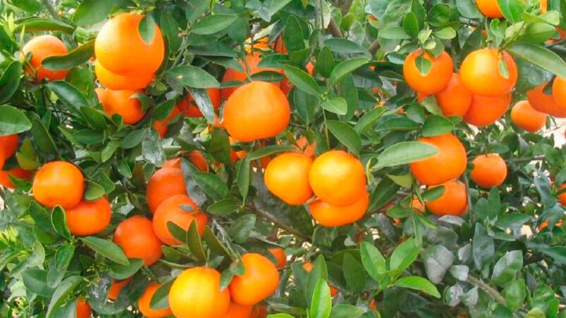 La mandarina que consumió la nena podría estar contaminada.