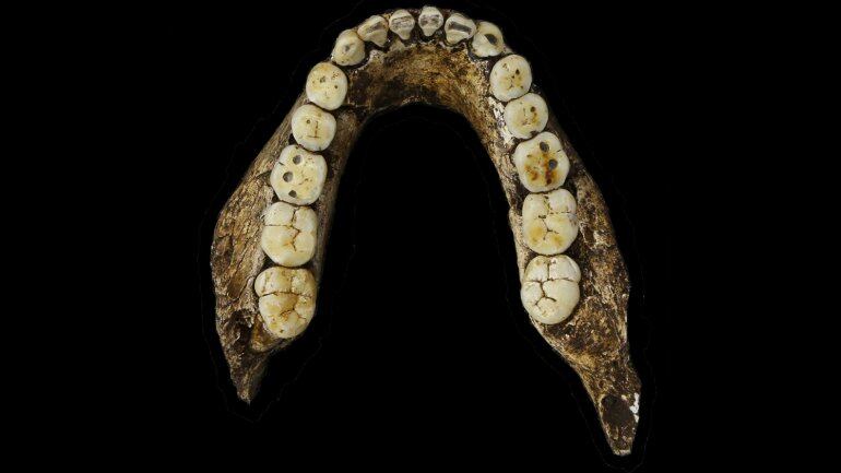 La mandíbula del Homo Naledi. Foto: AFP
