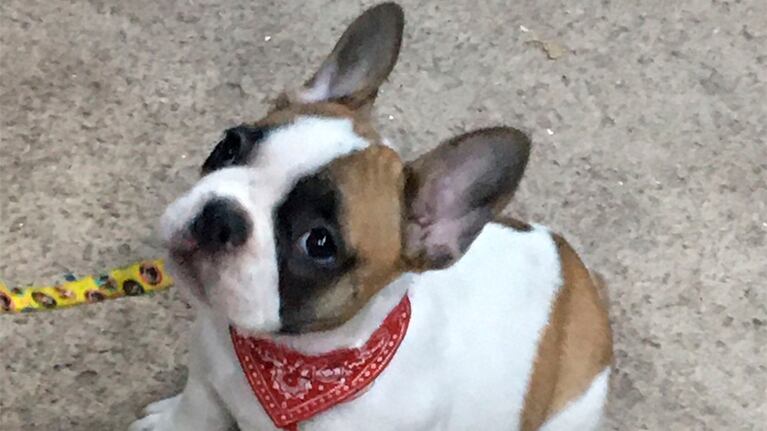 La mascota de la familia es un bulldog francés.