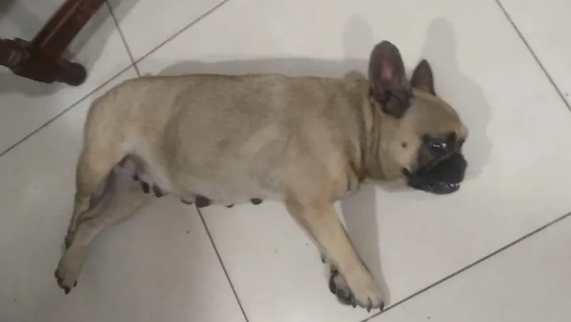 La mascota estaba en estado de abandono, sin agua y sin comida. Foto: Crónica.